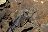 Marine iguana on volcanic rocks at the oceans edge, Punta Albemarle. Isabella Island, Galapagos Islands, Ecuador. Image #16572