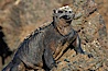 Marine iguana on volcanic rocks at the oceans edge, Punta Albemarle. Isabella Island, Galapagos Islands, Ecuador. Image #16573