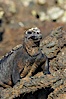 Marine iguana on volcanic rocks at the oceans edge, Punta Albemarle. Isabella Island, Galapagos Islands, Ecuador. Image #16574