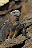 Marine iguana on volcanic rocks at the oceans edge, Punta Albemarle. Isabella Island, Galapagos Islands, Ecuador. Image #16576