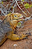 Galapagos land iguana. North Seymour Island, Galapagos Islands, Ecuador. Image #16577