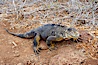 Galapagos land iguana. North Seymour Island, Galapagos Islands, Ecuador. Image #16578
