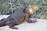 Galapagos land iguana. North Seymour Island, Galapagos Islands, Ecuador. Image #16579