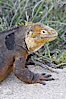 Galapagos land iguana. North Seymour Island, Galapagos Islands, Ecuador. Image #16581