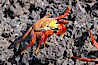 Sally lightfoot crab on volcanic rocks, Punta Albemarle. Isabella Island, Galapagos Islands, Ecuador. Image #16601