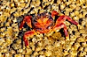 Sally lightfoot crab on barnacles. North Seymour Island, Galapagos Islands, Ecuador. Image #16602