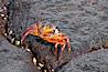 Sally lightfoot crab on volcanic rocks, Punta Albemarle. Isabella Island, Galapagos Islands, Ecuador. Image #16603