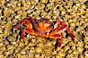 Sally lightfoot crab on barnacles. North Seymour Island, Galapagos Islands, Ecuador. Image #16604