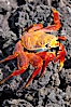 Sally lightfoot crab on volcanic rocks, Punta Albemarle. Isabella Island, Galapagos Islands, Ecuador. Image #16605