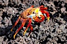 Sally lightfoot crab on volcanic rocks, Punta Albemarle. Isabella Island, Galapagos Islands, Ecuador. Image #16606