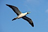 Nazca booby in flight. Wolf Island, Galapagos Islands, Ecuador. Image #16681