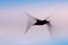 Booby in flight, motion blur. Darwin Island, Galapagos Islands, Ecuador. Image #16686
