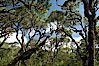 Scalesia forest, highlands of Santa Cruz Island near Twin Craters. Santa Cruz Island, Galapagos Islands, Ecuador. Image #16700