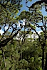 Scalesia forest, highlands of Santa Cruz Island near Twin Craters. Santa Cruz Island, Galapagos Islands, Ecuador. Image #16701