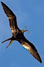 Great frigatebird, adult male, in flight, carrying twig for nest building, green iridescence of scapular feathers identifying species.  Wolf Island. Wolf Island, Galapagos Islands, Ecuador. Image #16708