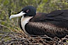 Great frigatebird, adult female, at the nest. North Seymour Island. North Seymour Island, Galapagos Islands, Ecuador. Image #16709