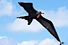 Great frigatebird, adult male, in flight, green iridescence of scapular feathers identifying species.  Wolf Island. Wolf Island, Galapagos Islands, Ecuador. Image #16710
