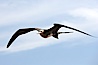 Great frigatebird, juvenile, in flight, rust-color neck identifies species.  North Seymour Island. North Seymour Island, Galapagos Islands, Ecuador. Image #16711