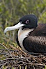 Great frigatebird, adult female, at the nest. North Seymour Island. North Seymour Island, Galapagos Islands, Ecuador. Image #16712