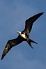 Great frigatebird, juvenile, in flight, rust-color neck identifies species.  Wolf Island. Wolf Island, Galapagos Islands, Ecuador. Image #16714