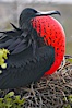 Magnificent frigatebird, adult male on nest, with throat pouch inflated, a courtship display to attract females. North Seymour Island, Galapagos Islands, Ecuador. Image #16725