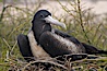 Magnificent frigatebird, adult female on nest. North Seymour Island, Galapagos Islands, Ecuador. Image #16726