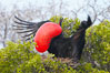 Magnificent frigatebird, adult male on nest, with raised wings and throat pouch inflated in a courtship display to attract females. North Seymour Island, Galapagos Islands, Ecuador. Image #16728