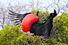 Magnificent frigatebird, adult male on nest, with raised wings and throat pouch inflated in a courtship display to attract females. North Seymour Island, Galapagos Islands, Ecuador. Image #16728