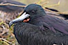 Magnificent frigatebird, adult male showing purple iridescense on scapular feathers. North Seymour Island, Galapagos Islands, Ecuador. Image #16729