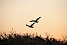 Magnificent frigatebirds in flight. Isla Lobos (near San Cristobal Island). Isla Lobos, Galapagos Islands, Ecuador. Image #16730