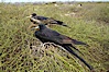 Magnificent frigatebird, adult male (foreground) and adult female (background), purple iridescense on scapular feathers of male identifies species. North Seymour Island, Galapagos Islands, Ecuador. Image #16731