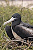 Magnificent frigatebird, adult female on nest. North Seymour Island, Galapagos Islands, Ecuador. Image #16732