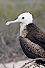 Magnificent frigatebird, juvenile on nest, blue eye ring identifies species. North Seymour Island, Galapagos Islands, Ecuador. Image #16733