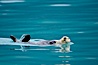 Sea otter. Resurrection Bay, Kenai Fjords National Park, Alaska, USA. Image #16936