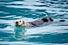 Sea otter. Resurrection Bay, Kenai Fjords National Park, Alaska, USA. Image #16937