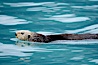 Sea otter. Resurrection Bay, Kenai Fjords National Park, Alaska, USA. Image #16938