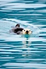 Sea otter. Resurrection Bay, Kenai Fjords National Park, Alaska, USA. Image #16939