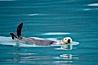 Sea otter. Resurrection Bay, Kenai Fjords National Park, Alaska, USA. Image #16940