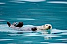Sea otter. Resurrection Bay, Kenai Fjords National Park, Alaska, USA. Image #16941