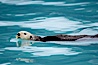 Sea otter. Resurrection Bay, Kenai Fjords National Park, Alaska, USA. Image #16942