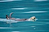 Sea otter. Resurrection Bay, Kenai Fjords National Park, Alaska, USA. Image #16943