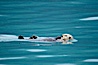 Sea otter. Resurrection Bay, Kenai Fjords National Park, Alaska, USA. Image #16944