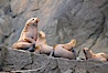 Steller sea lions (Northern sea lions) gather on rocks.  Steller sea lions are the largest members of the Otariid (eared seal) family.  Males can weigh up to 2400 lb., females up to 770 lb. Chiswell Islands, Kenai Fjords National Park, Alaska, USA. Image #16973