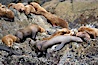 Steller sea lions (Northern sea lions) gather on rocks.  Steller sea lions are the largest members of the Otariid (eared seal) family.  Males can weigh up to 2400 lb., females up to 770 lb. Chiswell Islands, Kenai Fjords National Park, Alaska, USA. Image #16974