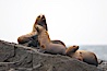 Steller sea lions (Northern sea lions) gather on rocks.  Steller sea lions are the largest members of the Otariid (eared seal) family.  Males can weigh up to 2400 lb., females up to 770 lb. Chiswell Islands, Kenai Fjords National Park, Alaska, USA. Image #16975