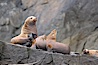 Steller sea lions (Northern sea lions) gather on rocks.  Steller sea lions are the largest members of the Otariid (eared seal) family.  Males can weigh up to 2400 lb., females up to 770 lb. Chiswell Islands, Kenai Fjords National Park, Alaska, USA. Image #16976