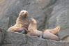 Steller sea lions (Northern sea lions) gather on rocks.  Steller sea lions are the largest members of the Otariid (eared seal) family.  Males can weigh up to 2400 lb., females up to 770 lb. Chiswell Islands, Kenai Fjords National Park, Alaska, USA. Image #16977