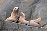 Steller sea lions (Northern sea lions) gather on rocks.  Steller sea lions are the largest members of the Otariid (eared seal) family.  Males can weigh up to 2400 lb., females up to 770 lb. Chiswell Islands, Kenai Fjords National Park, Alaska, USA. Image #16977