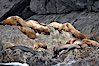 Steller sea lions (Northern sea lions) gather on rocks.  Steller sea lions are the largest members of the Otariid (eared seal) family.  Males can weigh up to 2400 lb., females up to 770 lb. Chiswell Islands, Kenai Fjords National Park, Alaska, USA. Image #16978