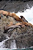 Steller sea lions (Northern sea lions) gather on rocks.  Steller sea lions are the largest members of the Otariid (eared seal) family.  Males can weigh up to 2400 lb., females up to 770 lb. Chiswell Islands, Kenai Fjords National Park, Alaska, USA. Image #16979